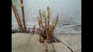 Japanese Knotweed  lots of photos of real Japanese Knotweed in real areas UK [upl. by Yssac]