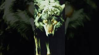 WOLF IN SHEEPS CLOTHING REBORN 🐺 OUT NOVEMBER 01 [upl. by Anoved]