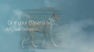 Basenji Temperament [upl. by Cathryn]