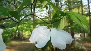 Briarpatch  The Dogwood Tree [upl. by Arnoldo]