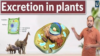 Excretion in Plants  Homeostasis  12th Biology  Chapter 15  Inter Part 2  Ucademy [upl. by Rori]