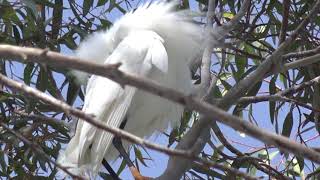 snowy egret gurgling call [upl. by Burnley]