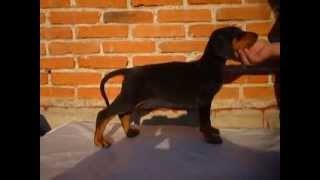 Doberman  Cachorros doberman con registro  Tel Méx 015584885050 [upl. by Leidag]