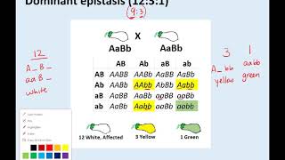 Epistasis supplementary online lecture [upl. by Ttessil]