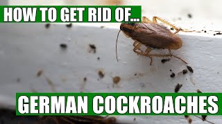 How To Get Rid Of German Cockroaches Guaranteed 4 Easy Steps [upl. by Orban561]