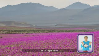 Tripulantes ¡a jugar  Episodio 09 ¡Cuidemos el desierto florido [upl. by Ecart369]