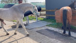 Zaloty koni Małopolskich Ogier Aspan i Krym woj Opolskie [upl. by Lanita970]