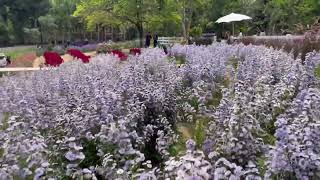 Songkhla Flower Farm  Songkhla  Thailand [upl. by Lyrehc]