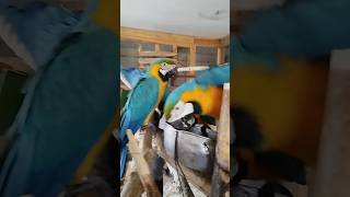 Papuga ara ararauna macaw parrot birds parrot animals aviary cute birdsaviary [upl. by Goode]