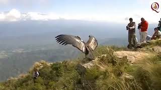 Primer vuelo de condor criado en cautiverio suelta en la Reserva Nacional quotQuebrada del Condoritoquot [upl. by Eixid]