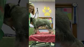 Standard Schnauzer Show Prep Legs Basic Prep amp Scissorwork [upl. by Eugenle]