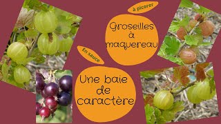 Astuce  Egrener égrapper les groseilles à la fourchette [upl. by Kcirreg]