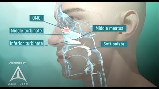 Tour of the Nasal Passage  3D animation [upl. by Ahsas809]