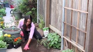 How to Fertilize Carrots  The Chefs Garden [upl. by Edmee]