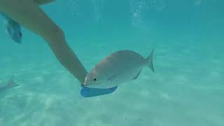 Snorkeling in Sahl Hasheesh Hurghada Egypt  Oct 2023 [upl. by Ranitta]