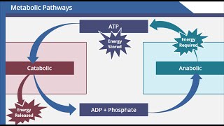 Metabolic Pathways [upl. by Baptista29]