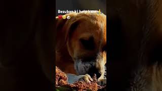 Bezubaano ki help kre♥️🙏🥺🐶 dogslovers dogloversclub dogsdog youtubeshorts cutepet [upl. by Charyl249]