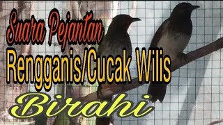 SUARA PEJANTAN BURUNG CUCAK WILISRENGGANIS BIRAHI DI AVIARY [upl. by Xed]