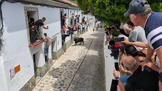 Salida a cámara lenta del segundo toro de la mañana Benamahoma 2924 [upl. by Renzo733]