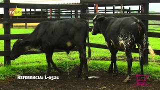 2014 TERNEROS DE LEVANTE TIPO LECHE PESO PROMANIMAL 180 KG CARMEN DE VIBORAL  ANTIOQUIA L0521 [upl. by Iuqcaj958]