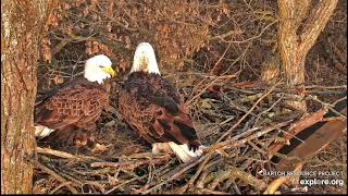 Decorah North Nest 112724 Nest scrapes aerating getting ready [upl. by Payson42]