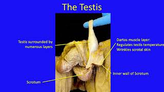 Anatomy of the Abdomen 49 Inguinal Canal Lecture A [upl. by Dre]