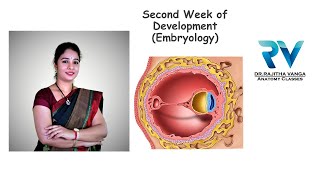 Second Week of Development General Embryology by Dr Rajitha Vanga [upl. by Aneen]