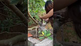 Ficus Racemosa ‼️ bonsai bonsaitree bonsaigarden nature bonsaiasia [upl. by Adnwahsal]