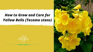 How to Grow and Care for Yellow Bells Tecoma stans [upl. by Cornelia453]