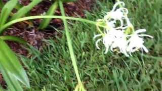 Hymenocallis festalis zwanenberg Peruvian daffodil [upl. by Champagne137]