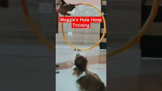 Maggies hula hoop training dog pets dogs training shihtzu cute puppy viralvideo [upl. by Nov267]