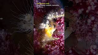 Decorator crab lembeh scubadiving [upl. by Anawt]