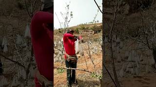 Pulling branches with bags of clinker process [upl. by Onirefez763]