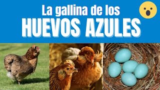 🐓😱PONE HUEVOS AZULES🔵🥚Gallina ARAUCANA y AMERAUCANA 👉Tienes que verlo [upl. by Notsud]