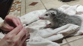 Disabled Opossum Lucky Girl not MBD at an early feeding [upl. by Cogan433]