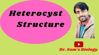 Detailed Structure of Heterocyst [upl. by Acherman]