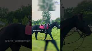 LUNGING  Horse on the bit Develop hind muscle horse how reels [upl. by Belayneh]