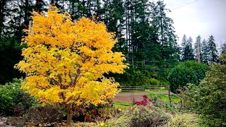 Before and After  Coral Bark Japanese Maple Pruning in late October on Camano Island WA [upl. by Vedetta]