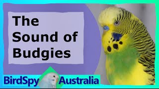 3 Hours of Budgies Chirping and Singing  BirdSpyAus [upl. by Marbut289]