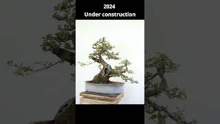 Oak tree becomes bonsai bonsai bonsaitechniques yamadoribonsai [upl. by Malik]