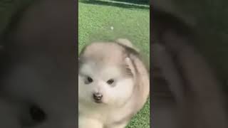 cutest baby Alaskan malamute dogs in the world ♥️ babyanimals [upl. by Abisha]