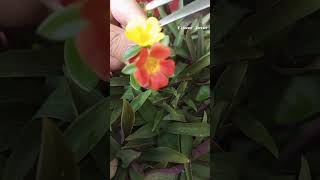 cross pollination purslane flowers 💛🧡shortvideo garden [upl. by Semyaj]