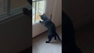 Separate World cat pets animals love shortvideo catlover family shorts kitten shorthappy [upl. by Agna748]