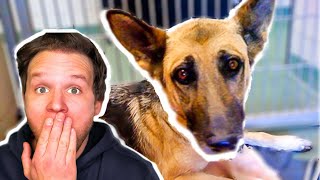 Saving an Abused German Shepherd from euthanasia ALL FEAR SO SAD [upl. by Esta]