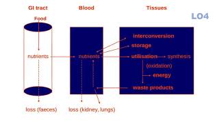 Metabolism Module Session 2 Lecture 1\By KMSA [upl. by Atinnor956]