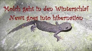 Molch geht in den Winterschlaf  Newt goes into hibernation [upl. by Kassey]