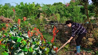 Exploring How to Harvest arrowroot and Plant Winter Vegetables [upl. by Charyl]