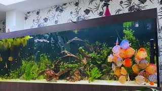 650 Gallon Large Discus Tank  Beautiful Discus Tank Mates Ever [upl. by Gosnell101]