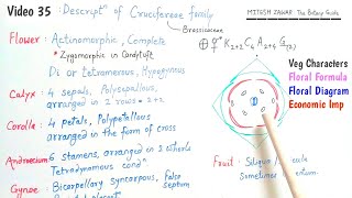 Cruciferae Family  Brassicaceae Family  Floral Formula and Floral Diagram of Cruciferae Family [upl. by Drisko]