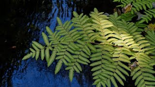 EL RITUAL DE LA OSMUNDA  UN VIAJE MÍSTICO A TRAVÉS DEL AGUA Y LA ESPIRITUALIDAD [upl. by Lebasiram]